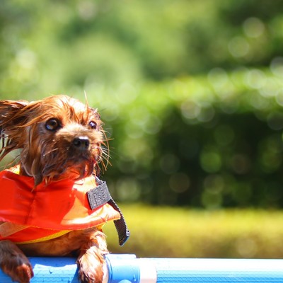 【8月の募集はこちら！】ペットと泊まれる宿で清掃作業のお手伝い！動物が好きな方大歓迎！！伊豆の海と山を楽しみませんか？