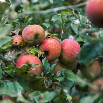 JAS有機認証を受けたリンゴの収穫！すべてをジュース・シードル用の加工リンゴとして栽培する全く新しい経営スタイルの農園でおてつたび！