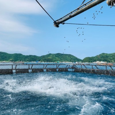 【離島・漁業】養殖ブリの餌やり＆船のドック作業のお手伝い！美しい海の上で養殖体験してみませんか？養殖現場や地域のことを知っていただきながら、「つながり」ができるおてつたびにしていきましょう！