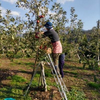 【６日間のおてつたび】秋田県鹿角市の果樹園で桃・リンゴのお手伝い🍎空いた時間に温泉や観光地巡り♨