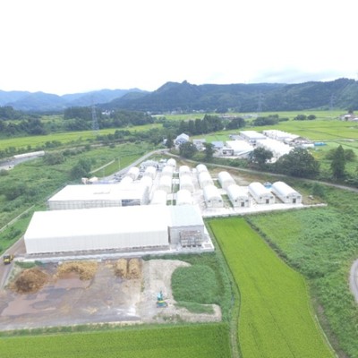 【積雪2ｍ！？】冬の山形は舟形マッシュルーム！！一緒に収穫&出荷作業をしてみませんか？オーガニック認証取得農場、1日3tのマッシュルームを生産する専門農家です。（2週間から日程調整可能）