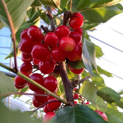 【長期２週間】🍒さくらんぼの仕分け箱詰め作業🍒