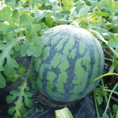 甘くて美味しいスイカの収穫＆スイカイベントのお手伝いをしてくれる方大募集！