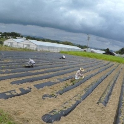 就農をご検討の方・農業を経験したい方歓迎★浜名湖に面したさわやかな秋の畑で一緒にさつまいもの収穫おてつたびしませんか？