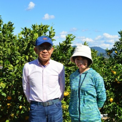 【1週間🍊】三ヶ日みかんのお土産付き！みかんの産地「三ヶ日町」でみかんの運搬作業に関わる方を募集します！