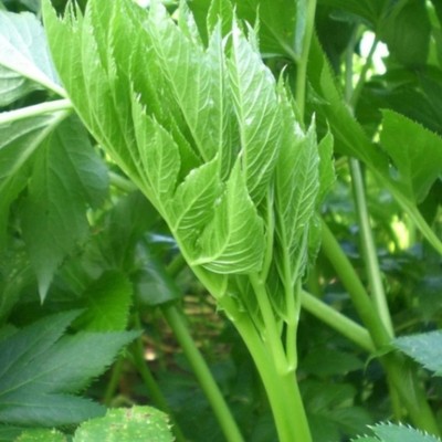 明日葉の魅力を伝えたい！東京の南国🏝八丈島で、明日葉加工のお手伝い（6/22～）