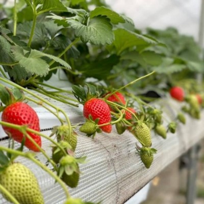 【午前のみ🌱】第３弾！今が旬「いちご」と「梨」のおてつたび🍓鳴門の「うずしおベリー」はサスティナブルな甘くて美味しいオリジナルブランド🍓