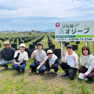 【3日間のおてつたび】 滋賀の名峰…伊吹山を眺めながらオリーブ園の水やり・除草のお手伝い!  炎天下での作業だけど…オリーブの実が心を癒してくれます！　　　