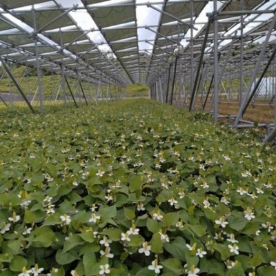 話題の健康茶ドクダミ栽培のお手伝い！発電と薬草栽培を手掛けるユニークな事業を通じて地域盛り上げる最前線へかかわるおてつたび。