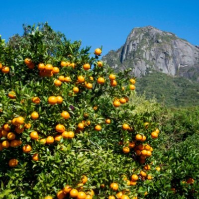 世界自然遺産「屋久島」で特産柑橘【たんかん】収穫作業のお手伝い