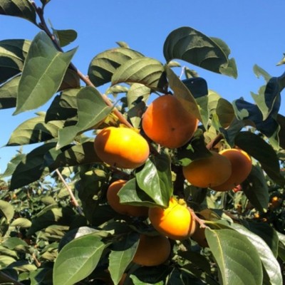 【🚲短期🚲】「刀根早生柿」発祥の地でおてつたび！地域を支える柿の収穫作業。地域農業の維持・活性化に皆さんの力を貸してください！