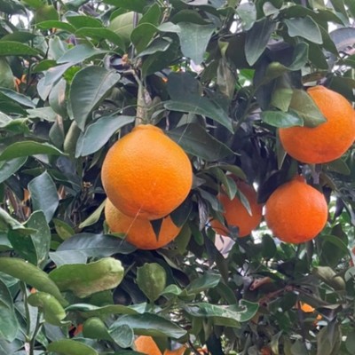 【重量作業に慣れている方限定】収穫後のデコポン伐採・木の持ち出し作業補助。軽トラ（MT）運転、チェーンソー使える方歓迎します。