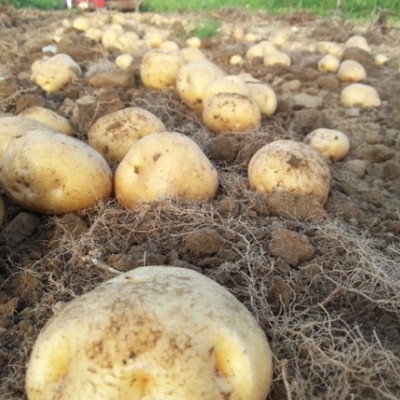 秋の北海道でジャガイモなどの野菜を全国に送るお手伝い！