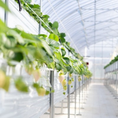 朝晩涼しい長野県佐久市でイチゴのお片づけor苗作りをしませんか？？