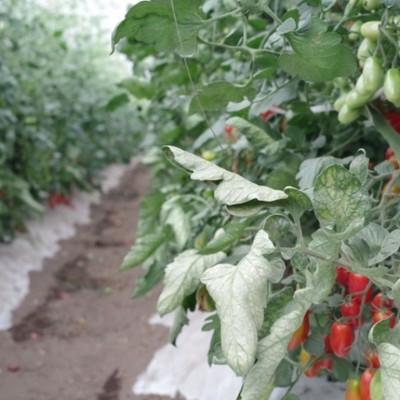 【広島県】「古代のロマンが蘇るまち」東城町でミニトマトのお手入れを一緒にしませんか？