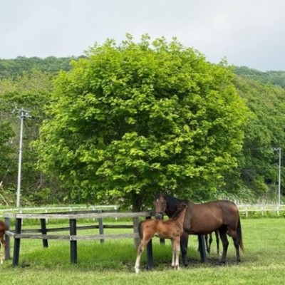 《北海道 サラブレッド生産牧場》 牧場業務のお手伝い＋空き家をゲストハウスとしてよみがえらせるおてつたび【第1弾】