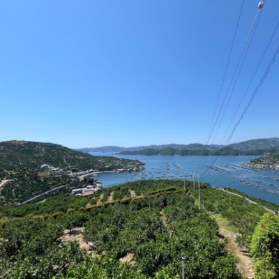 【愛媛県八幡浜市】みかん農園で摘果作業のお手伝い！美しい海と山に囲まれた環境で、楽しく農作業体験しませんか？