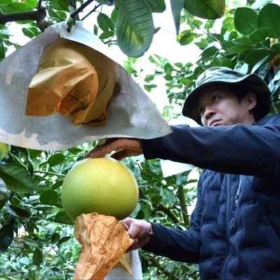 【4日間🍊】ANAあきんどコラボ☆彡柑橘収穫のおてつだい！秘境の地に興味があるかた、川が好きな方、温泉好きな方にはもってこいの場所です！八代市のもぎたて柑橘をお楽しみください♪