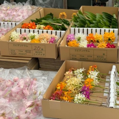 【徳島県阿南市】お客様の笑顔のために…一緒にお花の出荷作業をお手伝いしてくれる方を募集♪ここにしかない品種のお花も！澄んだ空気と綺麗な水のある場所。参加時期によって、貴方のお気に入りのお花を見つけてください♪
