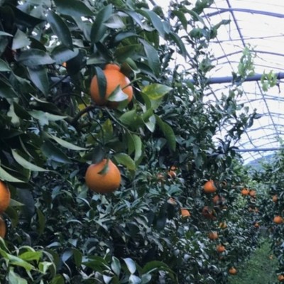 温暖な天草へ「おてつたび」しませんか？ 【前泊：後泊OK】