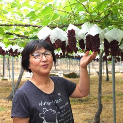 【7日間のおてつたび◎】果樹園カフェを経営するぶどう専門農家でぶどう園、カフェ、加工品製造などのおてつだい🍇～寒暖差がある南陽市で早朝作業が気持ちいい～🌄食べ物がおいしい地域です