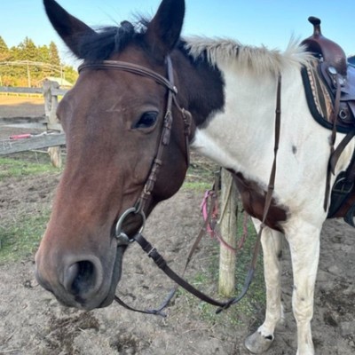 【青森県の牧場で大自然を感じながらのおてつたび】かわいい馬たちと触れ合いながら、餌やりや乗馬体験者の接客、インスタグラム更新など＜経験者優遇＆英語で接客できる方＞