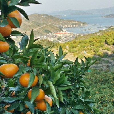 日本一のみかん産地で収穫や袋掛けのお手伝いをしてみませんか