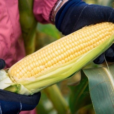 北海道ど真ん中の士別市！トマト・とうもろこし・かぼちゃの収穫等のお手伝いを募集します！