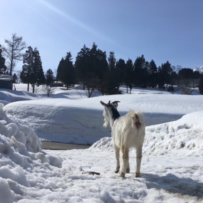 『移住お試しの家＆シェアハウス』で除雪助っ人募集！
