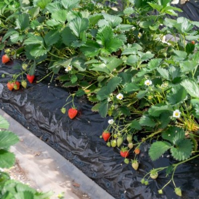 イチゴの収穫・箱詰め・販売（試食販売員)・ブドウの摘果作業／仕事のあとは温泉で