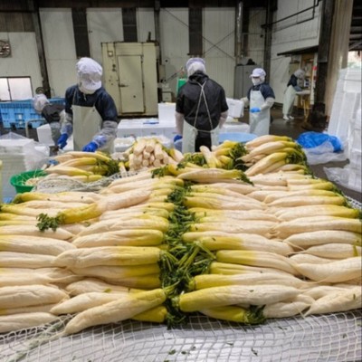 【大根の里・霧島で伝統の漬物作りを学ぼう！】～豊かな自然と都市機能が調和する霧島で漬物造りのおてつだい◎