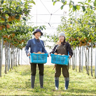 【5月・梨の袋かけ作業】特産・二十世紀梨の小袋かけ。祖父母から継いだ梨園で、大切に梨を育てています。短期でお手伝いいただける方を募集します！