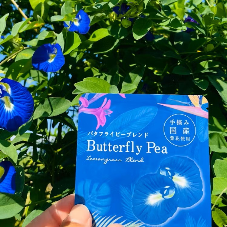 株式会社リーフエッヂ 奄美大島でハーブ収穫のお手伝い！『農福連携