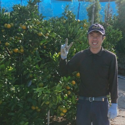 段々畑のみかん農家で収穫作業。みんなで協力して、自然の中で体を動かす！しっかり働くおてつたびです。