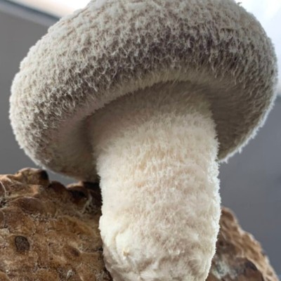 【半農半X体験者募集】しいたけから昆虫、そして次の価値へ。循環をつくる農業体験の5日間