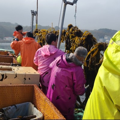１年に１シーズンしかない貴重なわかめの収穫作業のおてつたびをしませんか？