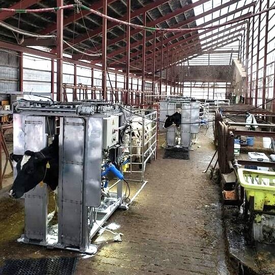 乳牛の削蹄補助(おてつたび)