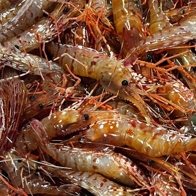 北海道・礼文島で唯一の【ボタンエビ籠漁】でおてつたび＼初心者大歓迎／