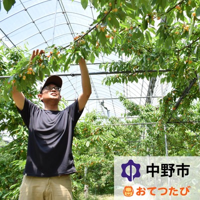 【10日間🍒】さくらんぼの観光農園とりんごの生育に関わるおてつたび！自然豊かな中野市で、普段できない経験ができます♪