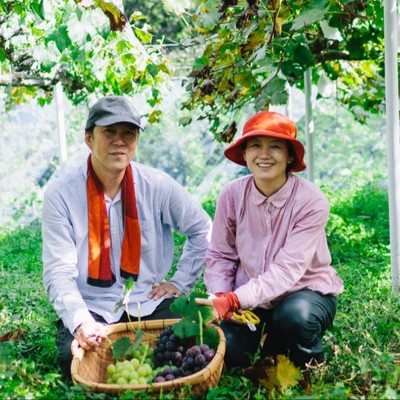 「はじまりは一本のぶどうの木。」岡山有数の産地で夫婦が育てるぶどう。ひとつひとつ、丁寧に傘をかけるお仕事をお願いいたします【現地で交通手段を確保できる方限定】