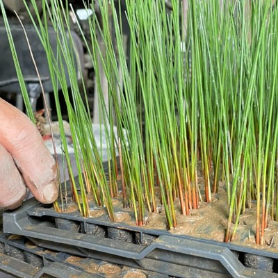 畳の材料、『い草』の作業！い草の苗割りを手伝ってください。m(_　_)m