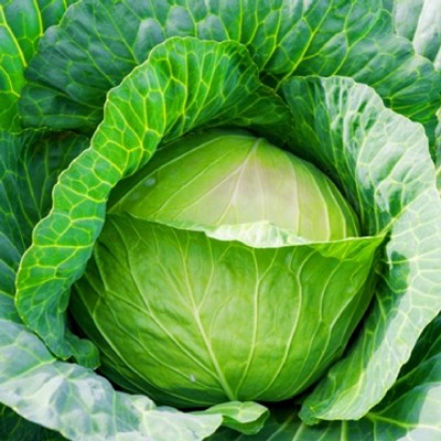 【鹿児島🧑🏻‍🌾12日間】南国 南九州市でつくられる冬キャベツや高菜の生産に携わるおてつたびです。この地域ならではの農業や風景を体感してください！【※車orバイクなど現地で交通手段を確保できる方🚙】