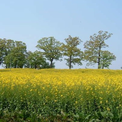 【長野県・志賀高原】この冬、自然に囲まれて働こう！高原ホテルの住み込みおてつたびを大募集！飲食・清掃大歓迎！
