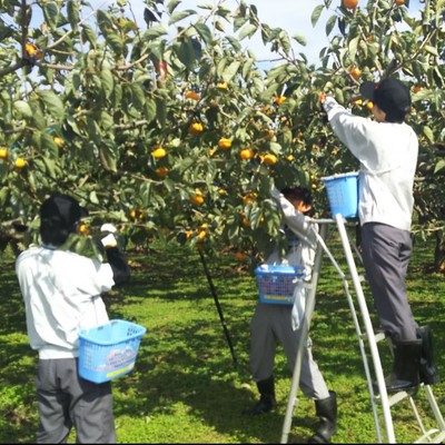 あわら特産「越前柿」収穫と出荷までの作業お手伝い