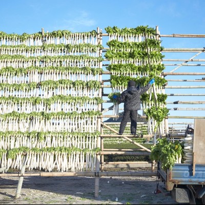 【鹿児島🧑🏻‍🌾7日間】南九州市の冬の風物詩『大根やぐら』。寒干し大根の生産に携わるおてつたびです。この時期、この地域ならではの農業や風景を体感してください！【※車orバイクなど現地で交通手段を確保できる方🚙】