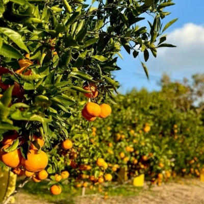南伊勢町・内瀬で、みかんの収穫と出荷を一緒に！