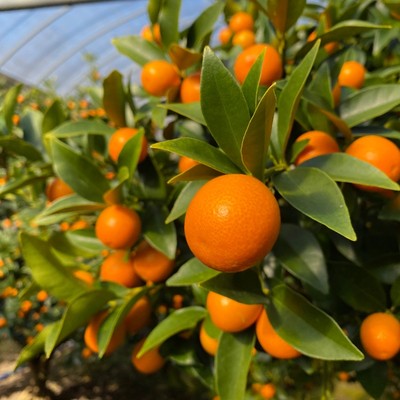 【鹿児島🧑🏻‍🌾12日間】かごしまブランド農産物認定『金柑春姫』。南九州市で皮まで食べることができるキンカンの収穫に携わるおてつたびです！【※車orバイクなど現地で交通手段を確保できる方🚙】