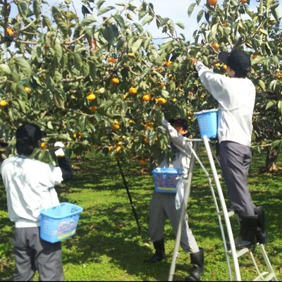 あわら魅力体験！あわら特産「越前柿」収穫と出荷までの作業お手伝い【自家用車等でお越し頂ける方を希望】
