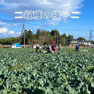 目指せブロッコリー収穫職人！〜休耕地を活かす農業の現場でのおてつだい🥦