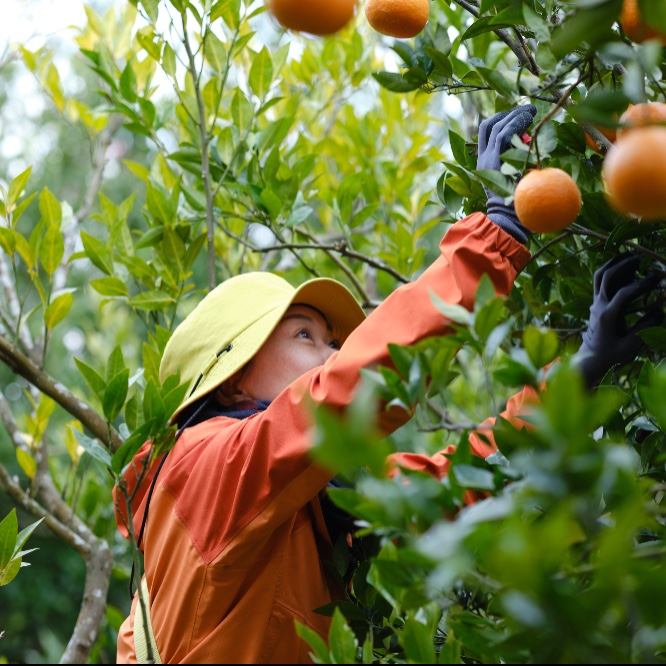 ムスヒやくしま 合同会社 やくしま果鈴 屋久島のおいしい恵みの、お手伝いしませんか